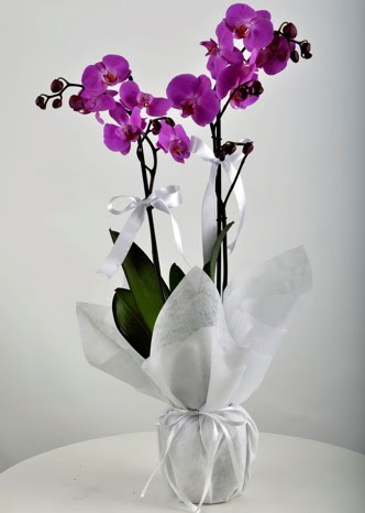 ift dall saksda mor orkide iei  Kahramanmara yurtii ve yurtd iek siparii 