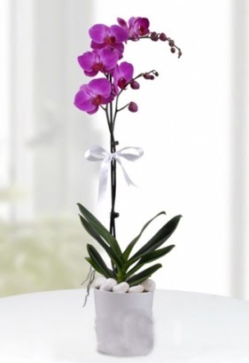 Tek dall saksda mor orkide iei  Kahramanmara kaliteli taze ve ucuz iekler 