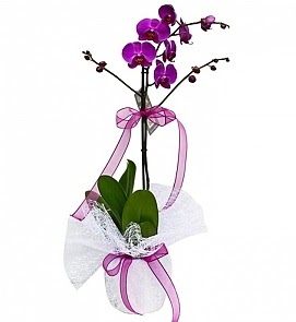 Tek dall saksda ithal mor orkide iei  Kahramanmara kaliteli taze ve ucuz iekler 