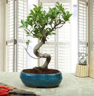 Amazing Bonsai Ficus S thal  Kahramanmara gvenli kaliteli hzl iek 