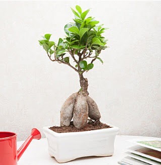 Exotic Ficus Bonsai ginseng  Kahramanmara iek , ieki , iekilik 