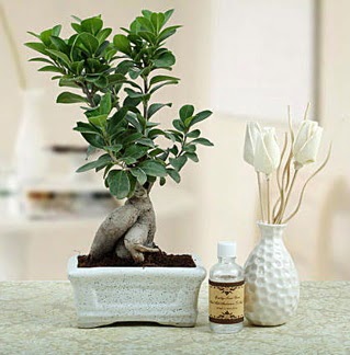 Ginseng ficus bonsai  Kahramanmara kaliteli taze ve ucuz iekler 