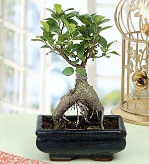 Appealing Ficus Ginseng Bonsai  Kahramanmara iek gnderme 