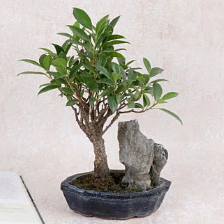 Japon aac Evergreen Ficus Bonsai  Kahramanmara iek siparii vermek 