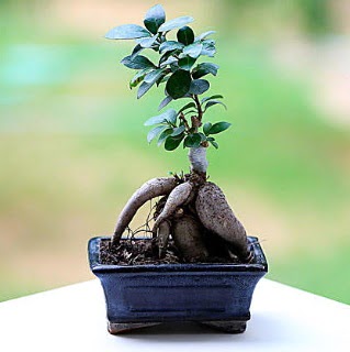 Marvellous Ficus Microcarpa ginseng bonsai  Kahramanmara yurtii ve yurtd iek siparii 