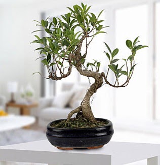 Gorgeous Ficus S shaped japon bonsai  Kahramanmara iek siparii sitesi 