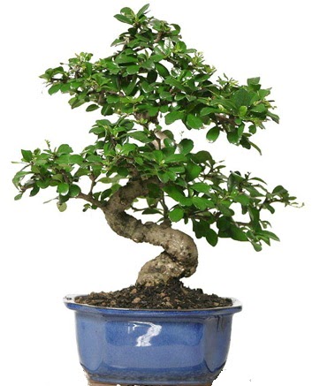21 ile 25 cm aras zel S bonsai japon aac  Kahramanmara cicekciler , cicek siparisi 