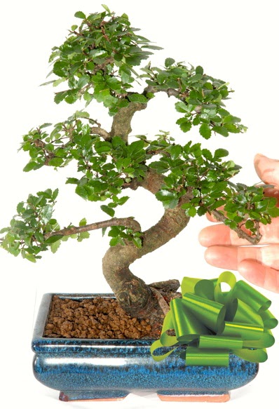 Yaklak 25 cm boyutlarnda S bonsai  Kahramanmara iek servisi , ieki adresleri 