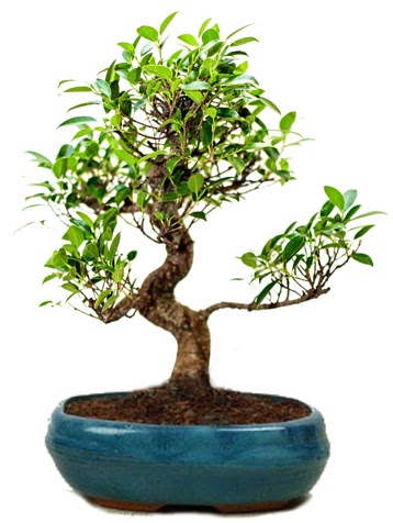 25 cm ile 30 cm aralnda Ficus S bonsai  Kahramanmara iek siparii vermek 
