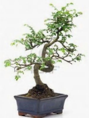 S gvde bonsai minyatr aa japon aac  Kahramanmara uluslararas iek gnderme 