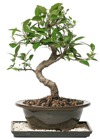 Altn kalite Ficus S bonsai  Kahramanmara cicekciler , cicek siparisi  Sper Kalite