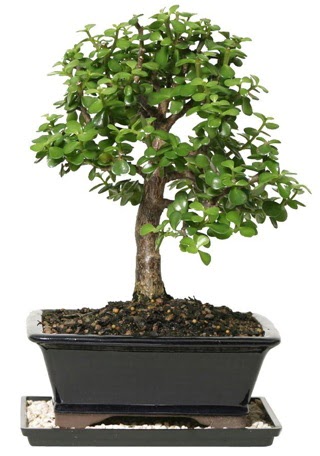 15 cm civar Zerkova bonsai bitkisi  Kahramanmara iek servisi , ieki adresleri 