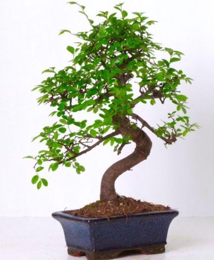 S gvdeli bonsai minyatr aa japon aac  Kahramanmara iek siparii vermek 