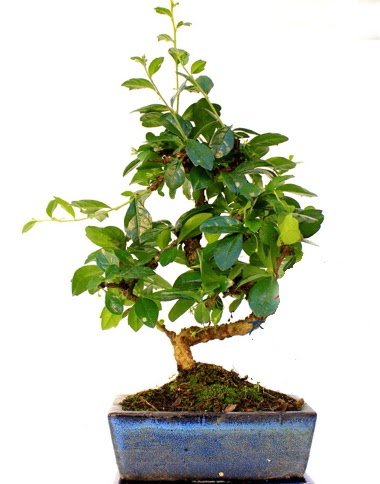 S gvdeli carmina bonsai aac  Kahramanmara online iek gnderme sipari  Minyatr aa