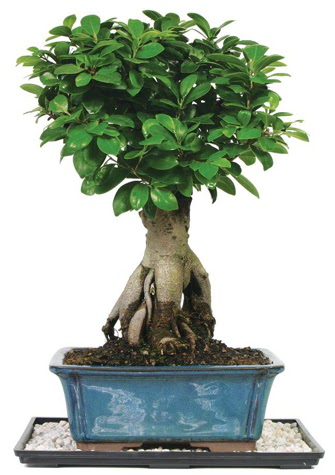 Bonsai Ginsing Grafted Ficus Bonsai  Kahramanmara online iek gnderme sipari 