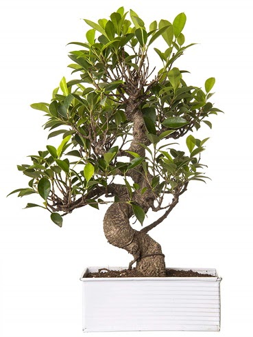 Exotic Green S Gvde 6 Year Ficus Bonsai  Kahramanmara iek siparii vermek 