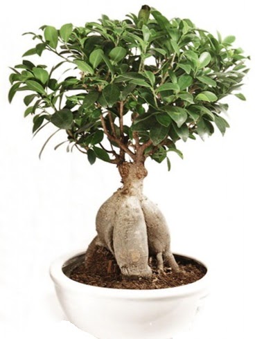 Ginseng bonsai japon aac ficus ginseng  Kahramanmara internetten iek siparii 