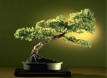 ithal bonsai saksi iegi  Kahramanmara iek online iek siparii 