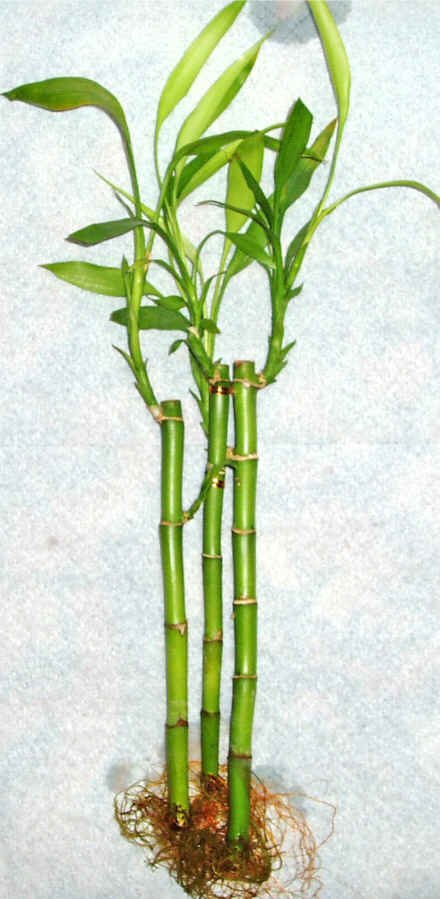 Lucky Bamboo 3 adet vazo hediye edilir   Kahramanmara iek yolla , iek gnder , ieki  
