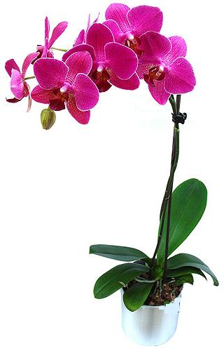  Kahramanmara iek online iek siparii  saksi orkide iegi