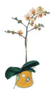  Kahramanmara online ieki , iek siparii  Phalaenopsis Orkide ithal kalite