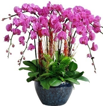 9 dallı mor orkide  Kahramanmaraş çiçek yolla 