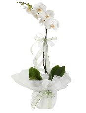 1 dal beyaz orkide iei  Kahramanmara yurtii ve yurtd iek siparii 