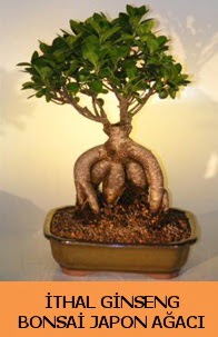 thal japon aac ginseng bonsai sat  Kahramanmara internetten iek siparii 