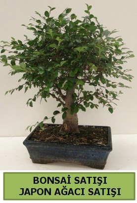 Minyatr bonsai japon aac sat  Kahramanmara iek siparii vermek 