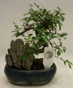 thal 1.ci kalite bonsai japon aac  Kahramanmara uluslararas iek gnderme 