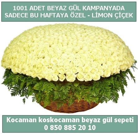 1001 adet beyaz gül sepeti özel kampanyada  Kahramanmaraş çiçek siparişi vermek 