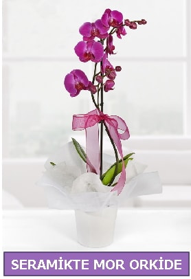 Seramik içerisinde birinci kalite tek dallı mor orkide  Kahramanmaraş internetten çiçek siparişi 