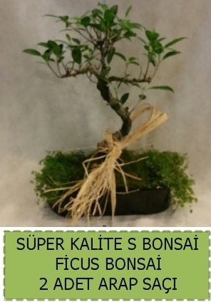 Ficus S Bonsai ve arap saçı  Kahramanmaraş cicekciler , cicek siparisi 