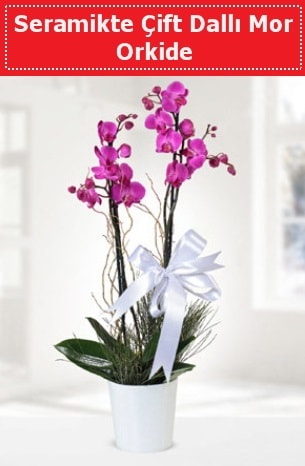 Seramikte Çift Dallı Mor Orkide  Kahramanmaraş çiçek gönderme 