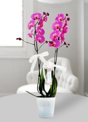 Çift dallı mor orkide  Kahramanmaraş kaliteli taze ve ucuz çiçekler 